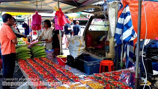 The potpet king: Jom membuncit di Cameron Highlands